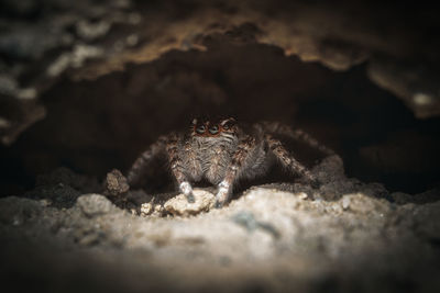 Close-up of spider on rock