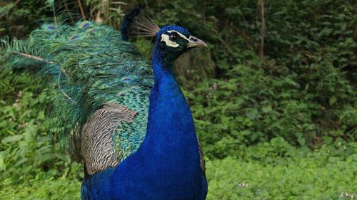 Close-up of a peacock