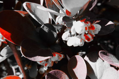 Close-up of cherry blossom