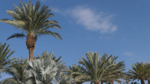 Low angle view of palm trees against sky