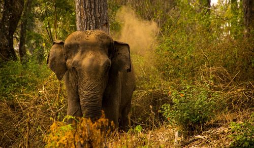 A young indian elephant throwing dirt in the air in wayanad wildlife sanctuary in kerala, india