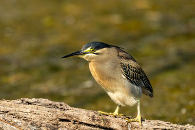 Close-up of bird perching on rock