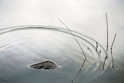 High angle view of a reflection in lake