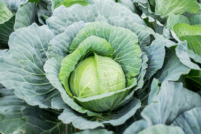 Close-up of green cabbage