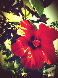 Close-up of red flower