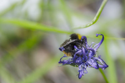 Close-up of insect on flower