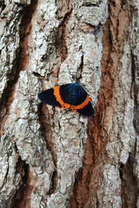 Close-up of butterfly on tree trunk