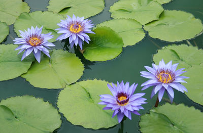 Pink water lily flower lotus in the pond