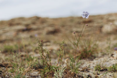 Close-up of flowering plant on field