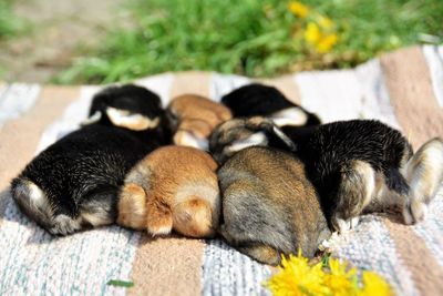 High angle view of sheep sleeping