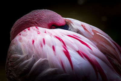 Close-up of a bird