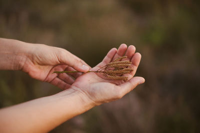 Close-up of hand holding leaf