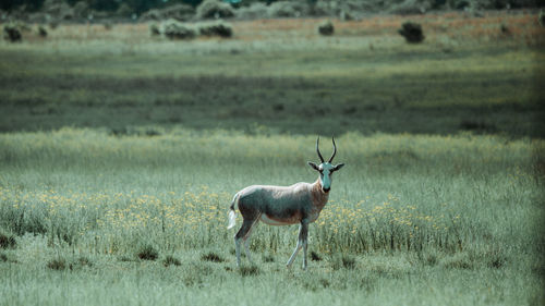 Deer standing on field