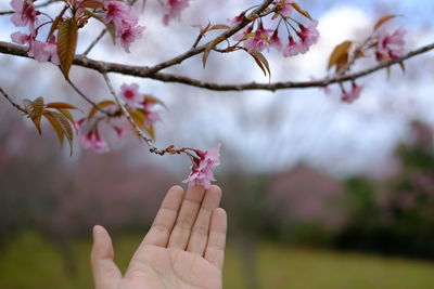 Close-up of hand on pink cherry blossom