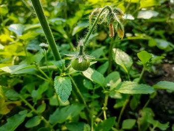 Close-up of insect on plant