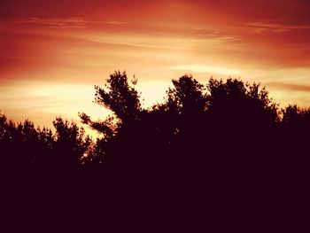 Silhouette of trees at sunset