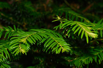 Close-up of green leaves on tree