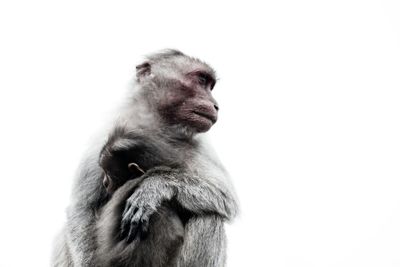 Low angle view of monkey against white background