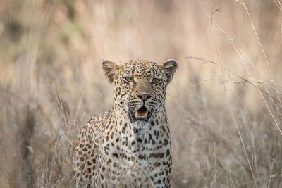 Portrait of giraffe