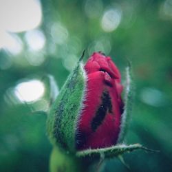 Close-up of red rose