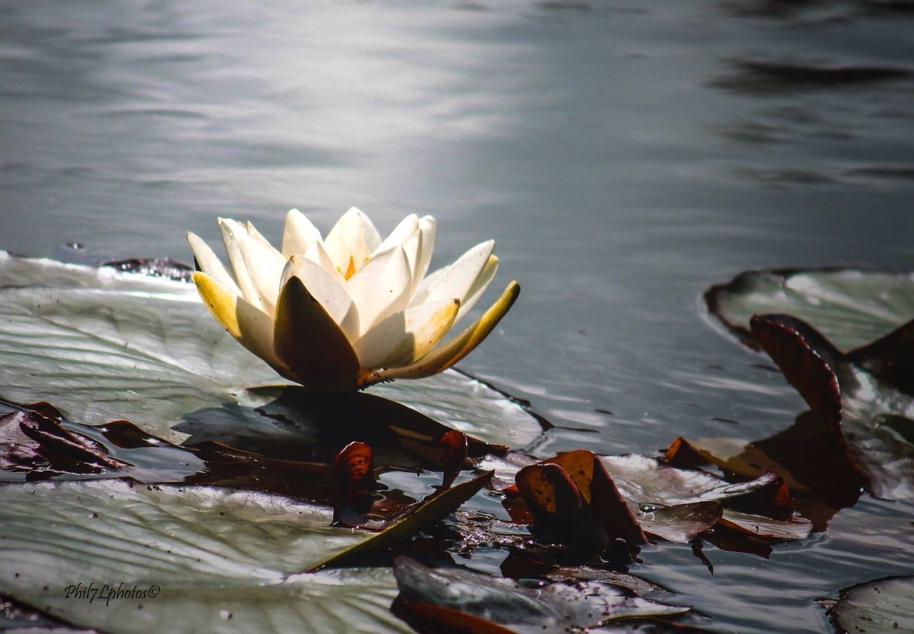 leaf, fragility, flower, nature, petal, season, water, beauty in nature, close-up, day, focus on foreground, plant, outdoors, leaves, reflection, sunlight, stem, flower head, growth, umbrella