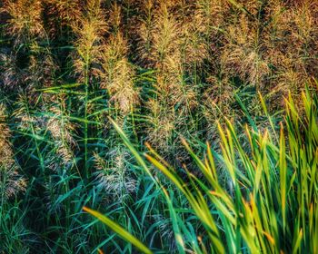 Plants growing on field