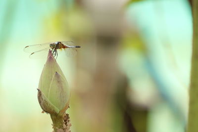 Close-up of dragonfly on plant