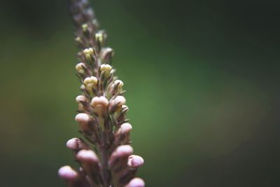 Close-up of flowering plant