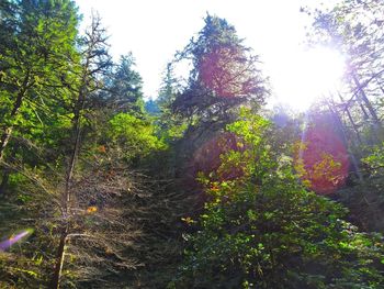 Low angle view of trees