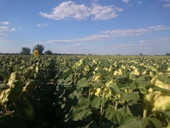 Scenic view of field against sky