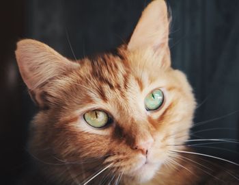 Close-up portrait of cat