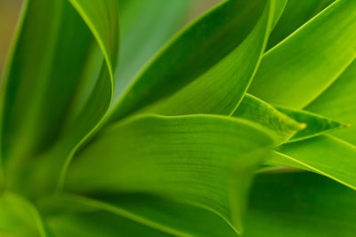 Close-up of green leaves