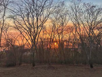 Bare trees in forest during sunset