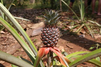 Close-up of fruit growing on field