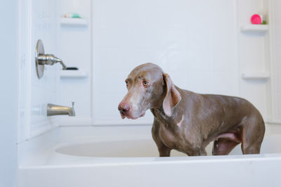 Close-up of dog in bathroom
