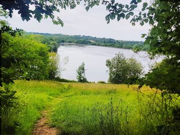 Scenic view of river amidst trees against sky