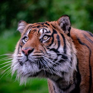 Close-up portrait of a cat