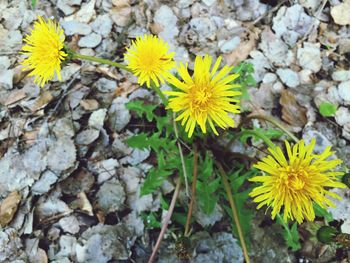 Close-up of yellow flower