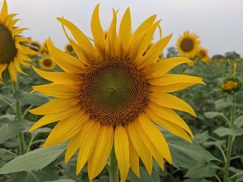 Close-up of yellow sunflower on field