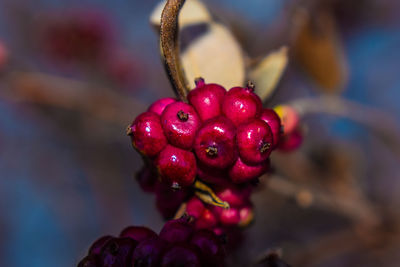 Close-up of berries growing on plant