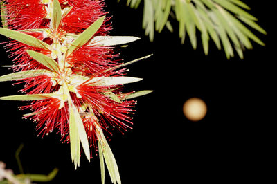 Close-up of red flowers