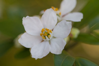 Close-up of white flowering plant