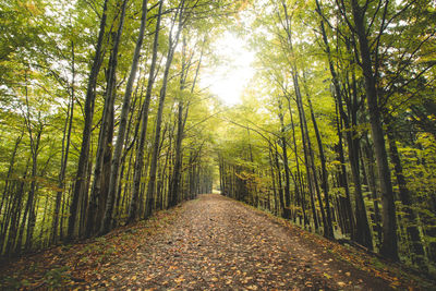 Footpath amidst trees in forest