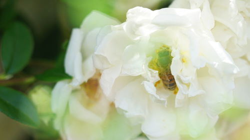 Close-up of white roses