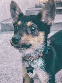 Close-up portrait of dog