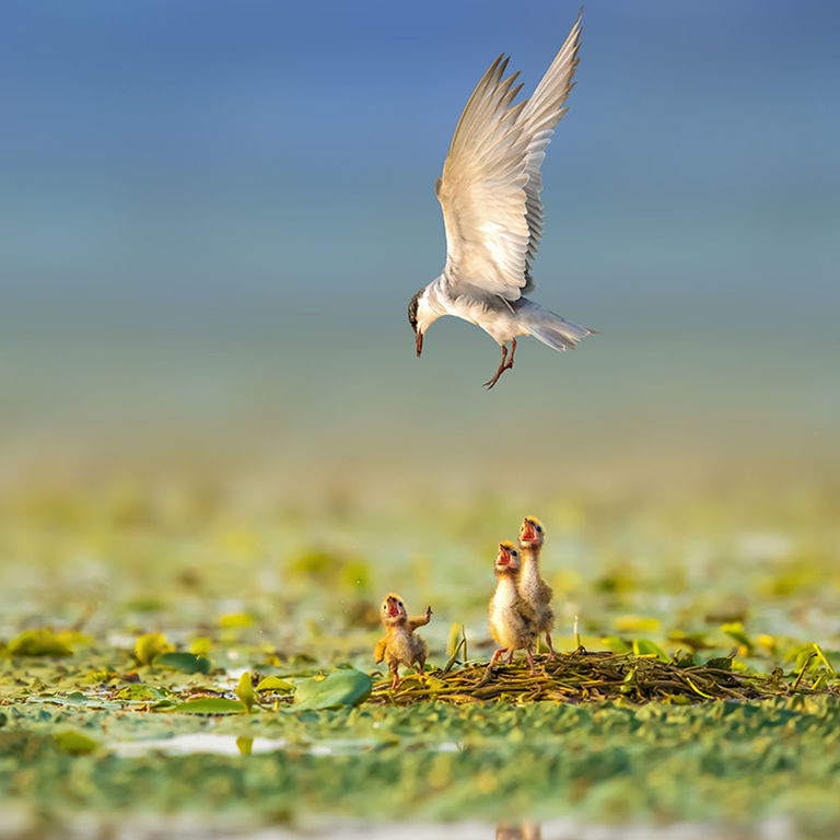 selective focus, vertebrate, bird, group of animals, animal themes, animals in the wild, animal, animal wildlife, young animal, nature, no people, young bird, land, day, plant, outdoors, three animals, grass, beauty in nature, close-up, animal family, gosling