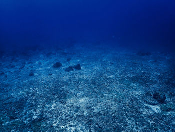 View of sea bottom