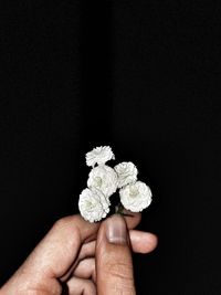 Close-up of hand holding flowers against black background