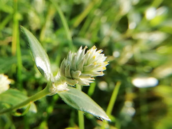 Close-up of flowering plant