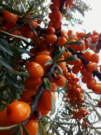 Low angle view of fruits on tree